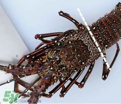 波士頓龍蝦產(chǎn)自波士頓嗎？波士頓龍蝦是哪里的