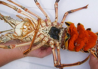 中華錦繡龍蝦可以養(yǎng)殖嗎？中華錦繡龍蝦有毒嗎