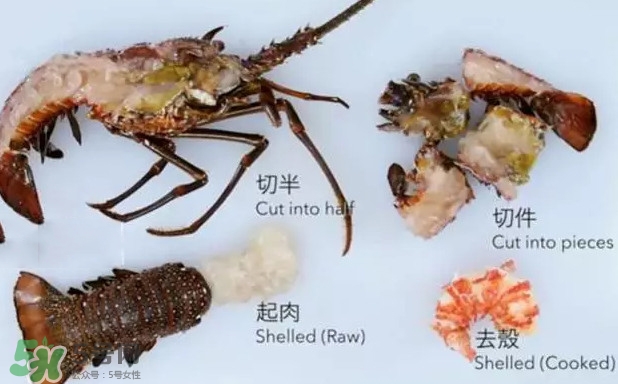 波士頓龍蝦有多大？波士頓龍蝦怎樣去殼