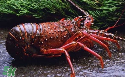 中華錦繡龍蝦多少錢一斤？中華錦繡龍蝦為什么那么貴