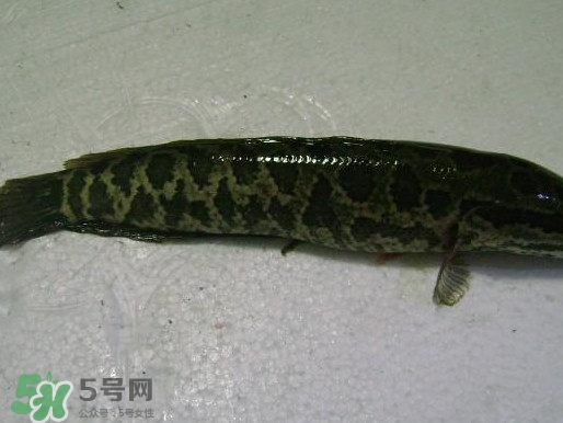 黑魚(yú)厲害還是鯰魚(yú)厲害？黑魚(yú)是世界上最臟的魚(yú)