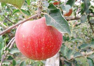 阿克蘇蘋果什么時(shí)候上市？阿克蘇蘋果幾月上市？