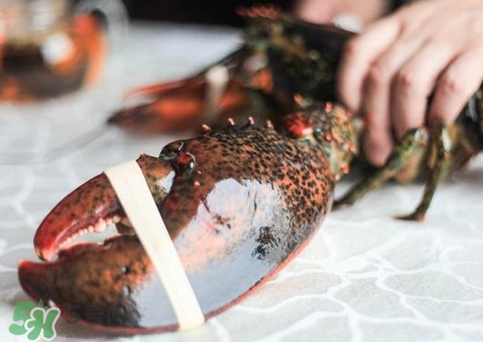 波士頓龍蝦怎么去蝦線？波士頓龍蝦怎么清洗