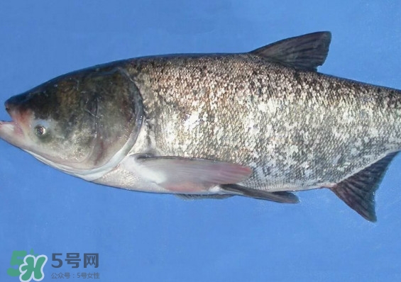 花鰱魚是海鮮嗎？花鰱魚是淡水魚嗎