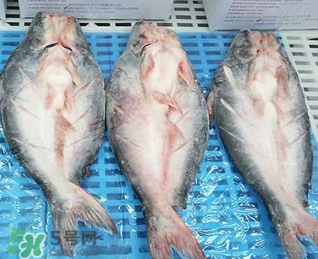 巴沙魚是什么魚？巴沙魚吃什么東西？