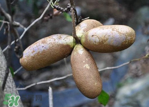 八月瓜怎么吃？八月瓜好吃嗎