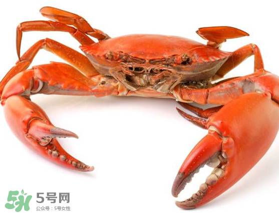 大閘蟹的營養(yǎng)價值 大閘蟹的功效與作用 大閘蟹的營養(yǎng)價值 大閘蟹的功效與作用