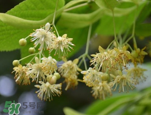 椴樹蜜有什么氣味？椴樹蜜結(jié)晶看到糖怎么回事