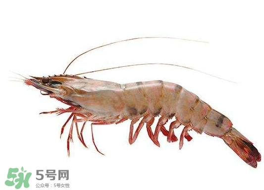 明蝦是海蝦還是河蝦？明蝦是什么蝦？