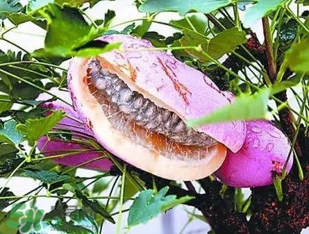 八月瓜適合哪里種植？八月瓜的種植技術(shù)