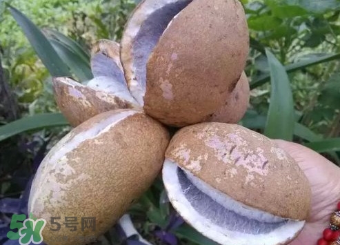 八月瓜什么時候成熟？八月瓜什么時候種植