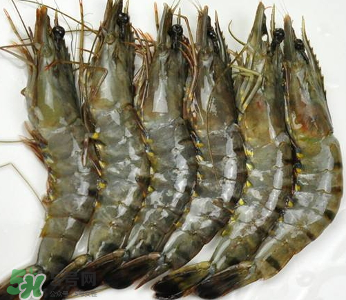 草蝦的營養(yǎng)價值 吃草蝦的好處 草蝦的營養(yǎng)價值 吃草蝦的好處