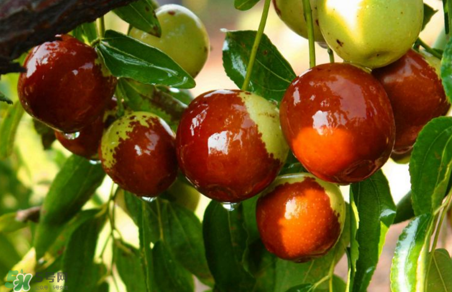 秋天有什么水果？秋天適宜吃的水果