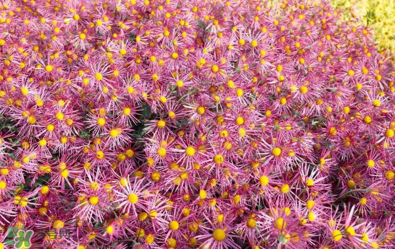 秋天開花嗎？秋天的花有哪些？