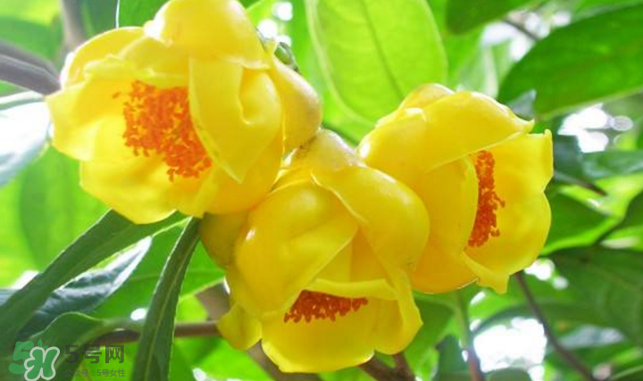 秋天開花嗎？秋天的花有哪些？