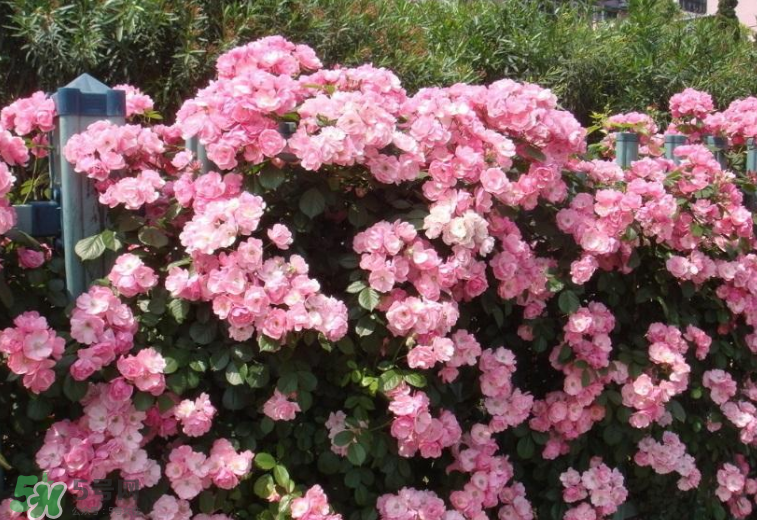 秋天開花嗎？秋天的花有哪些？