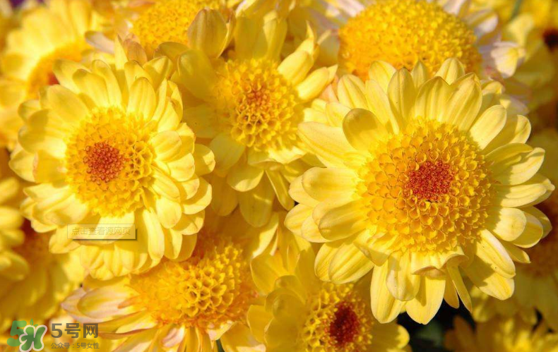 秋天開花嗎？秋天的花有哪些？