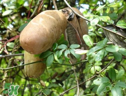 預知子果為什么種的人少？預知子和八月扎有區(qū)別嗎