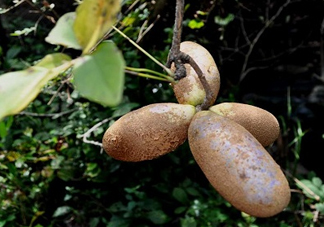 八月瓜是什么東西？八月瓜是什么味道