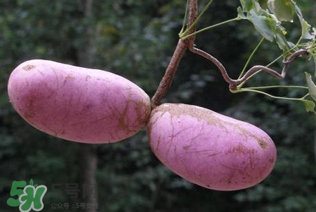 八月瓜的皮可以吃嗎？八月瓜的皮有什么功效