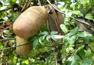 預(yù)知子果為什么種的人少？預(yù)知子和八月扎有區(qū)別嗎