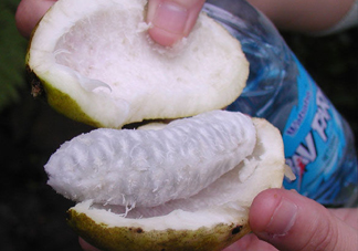 八月炸是什么水果？八月炸果多少錢一斤2017