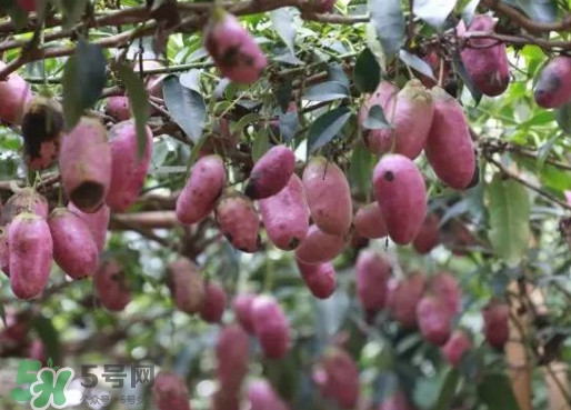 八月瓜能吃嗎？八月瓜到底有什么價(jià)值？