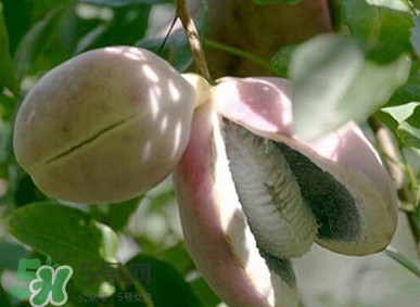 八月瓜適合哪里種植？八月瓜的種植技術(shù)