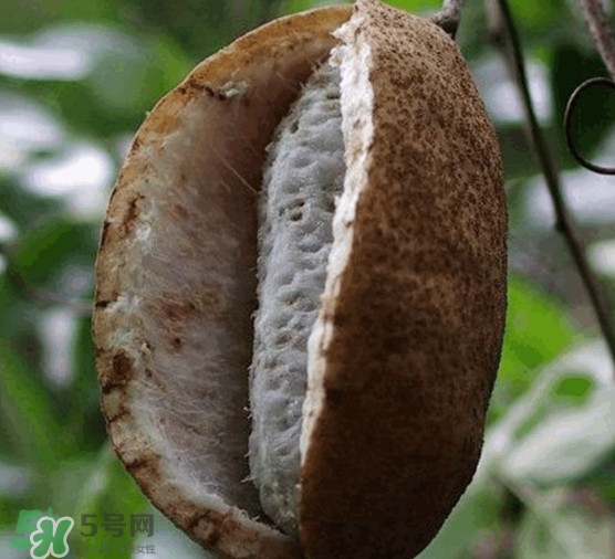 預知子果為什么種的人少？預知子和八月扎有區(qū)別嗎