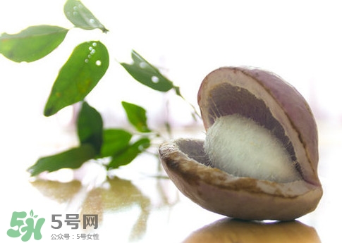 八月瓜可以泡酒嗎？八月瓜可以治乙肝嗎