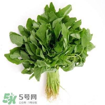 寶寶輔食可以吃哪些蔬菜？寶寶吃蔬菜泥的最佳時間