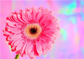 秋天開花嗎？秋天的花有哪些？