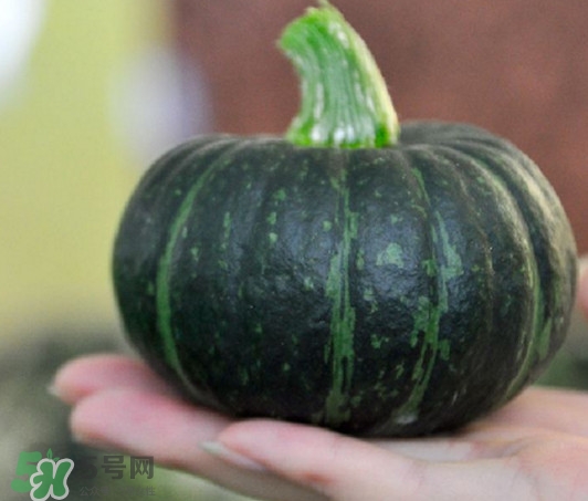 貝貝南瓜怎么保存？貝貝南瓜可以留種嗎