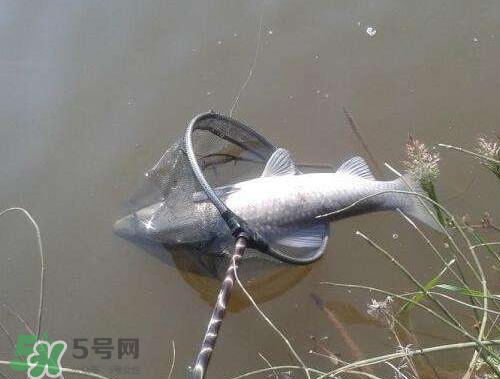 青魚(yú)怎么釣？釣青魚(yú)用什么餌料最好？