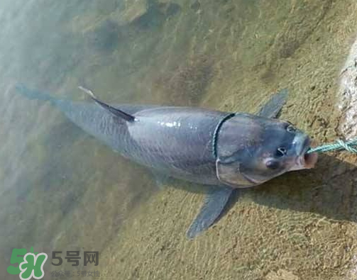 青魚(yú)怎么釣？釣青魚(yú)用什么餌料最好？