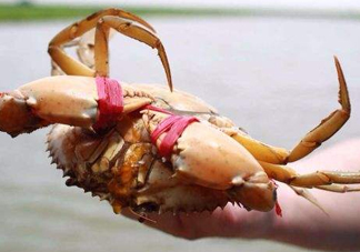 黃油蟹的選蟹標(biāo)準(zhǔn)是什么？黃油蟹的等級分類