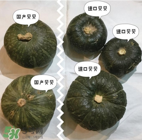 貝貝南瓜怎么挑選？貝貝南瓜有假的嗎