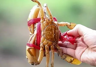 黃油蟹放冰箱能放多久？黃油蟹怎么挑選