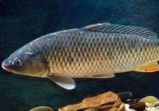 青魚怎么釣？釣青魚用什么餌料最好？