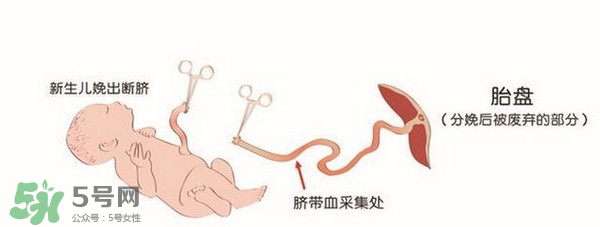 臍帶血有必要保存嗎？臍帶血有什么用？