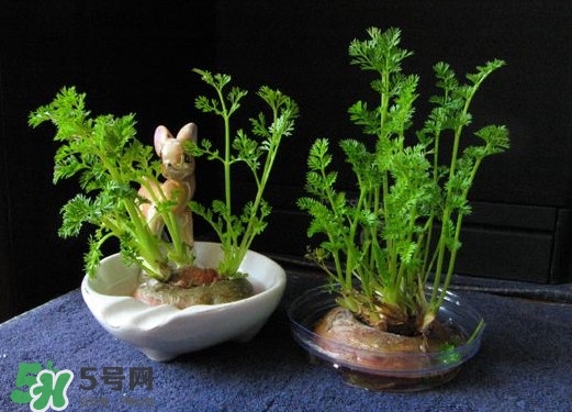 蘿卜纓能吃嗎？蘿卜纓怎么做好吃