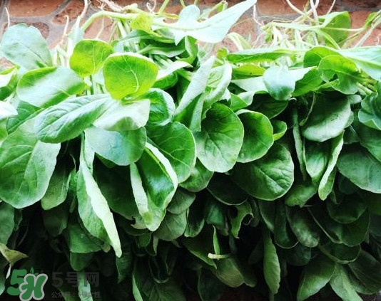 蘿卜纓孕婦能吃嗎？蘿卜纓可以生吃嗎