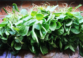 蘿卜纓孕婦能吃嗎？蘿卜纓可以生吃嗎