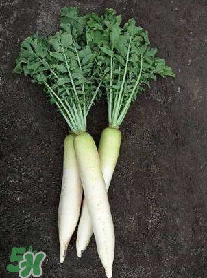 蘿卜纓要焯水嗎？蘿卜纓不能和什么一起吃