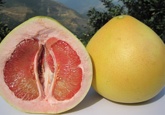 紅心蜜柚是不是轉基因？蜜柚是哪個地方的特產(chǎn)