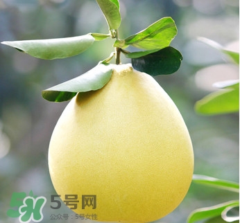 紅心蜜柚是不是轉(zhuǎn)基因？蜜柚是哪個地方的特產(chǎn)