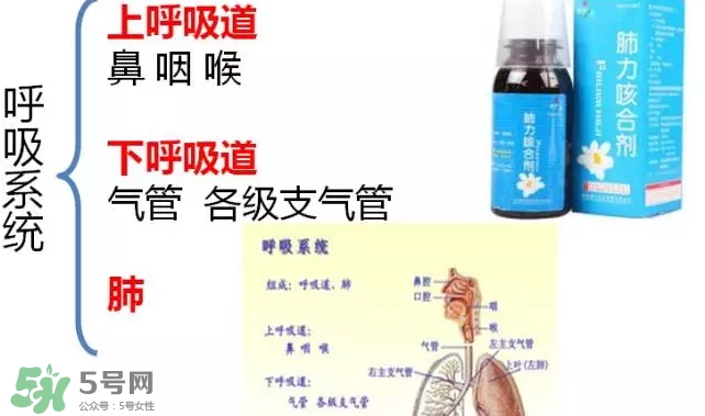 肺力咳合劑多少錢一瓶？