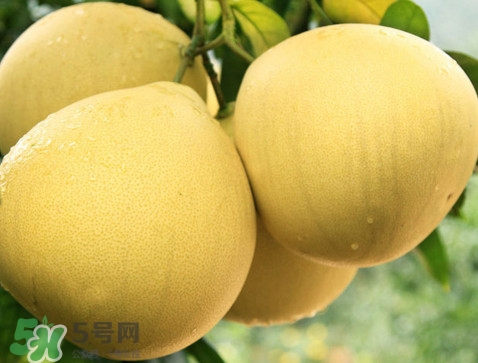 蜜柚怎么挑選？蜜柚怎么保存