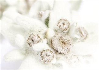 Siin雪絨花孕婦可以用嗎？Siin雪絨花護(hù)膚品孕婦合適嗎？