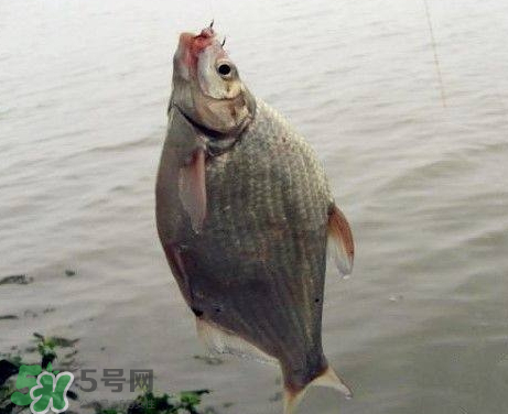 武昌魚(yú)怎么釣？釣武昌魚(yú)用什么餌料？